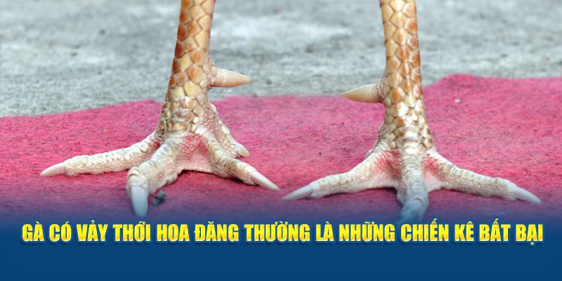 ga-co-vay-thoi-hoa-dang-thuong-la-nhung-chien-ke-bat-bai