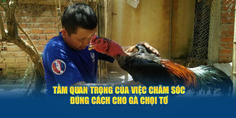 tam-quan-trong-cua-viec-cham-soc-dung-cach-cho-ga-choi-to