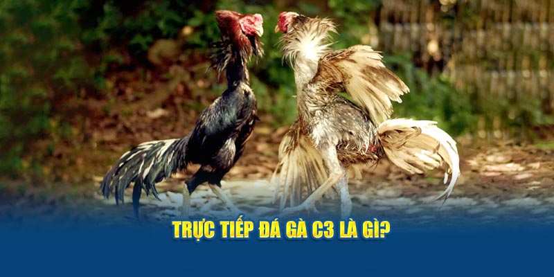 truc-tiep-da-ga-c3-la-gi